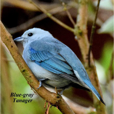 Blue-Gray Tanager